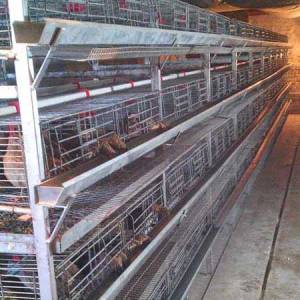 cage_checkweigher